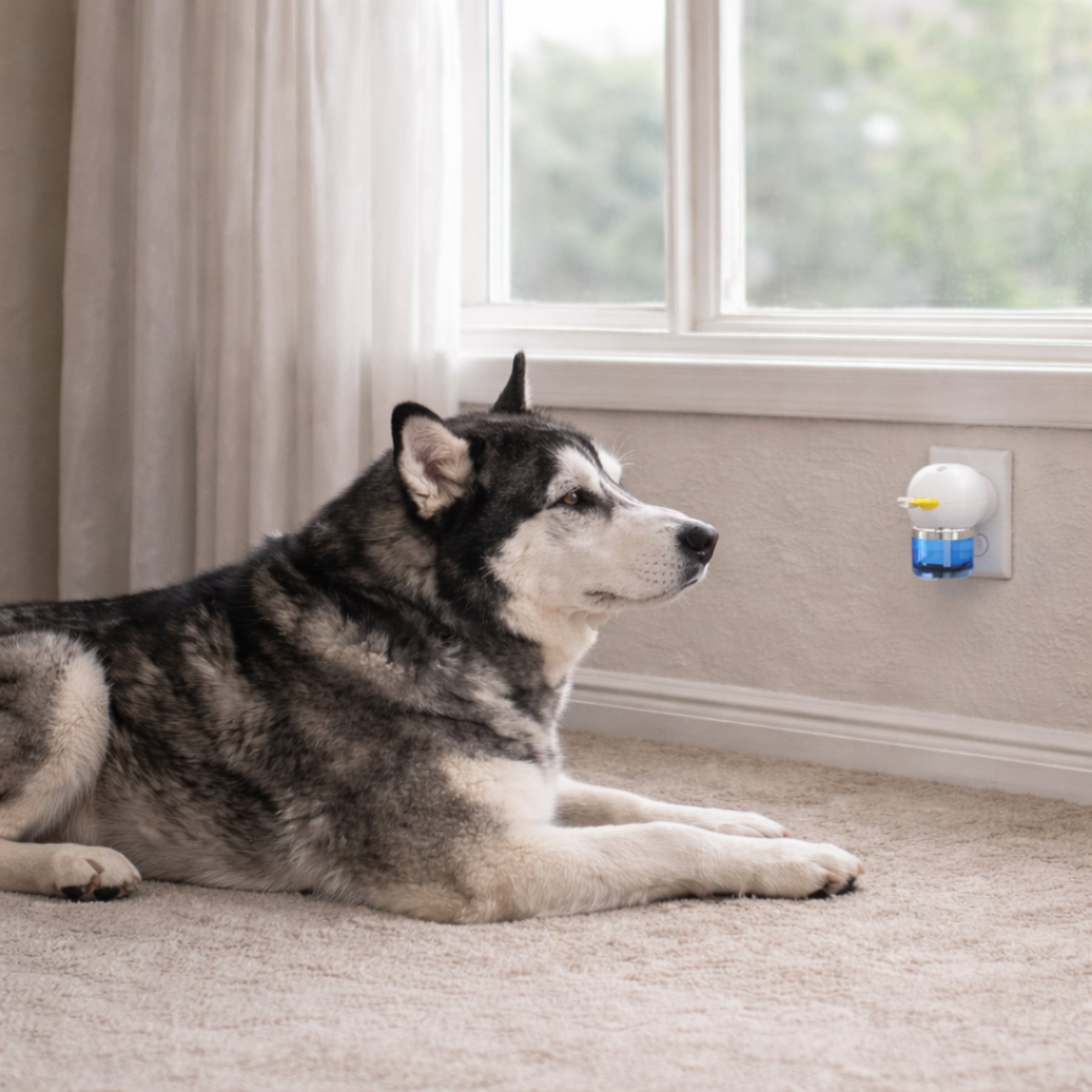 Dog Calming Diffuser, Plug-In Pet Calming Diffuser for Anxiety Relief