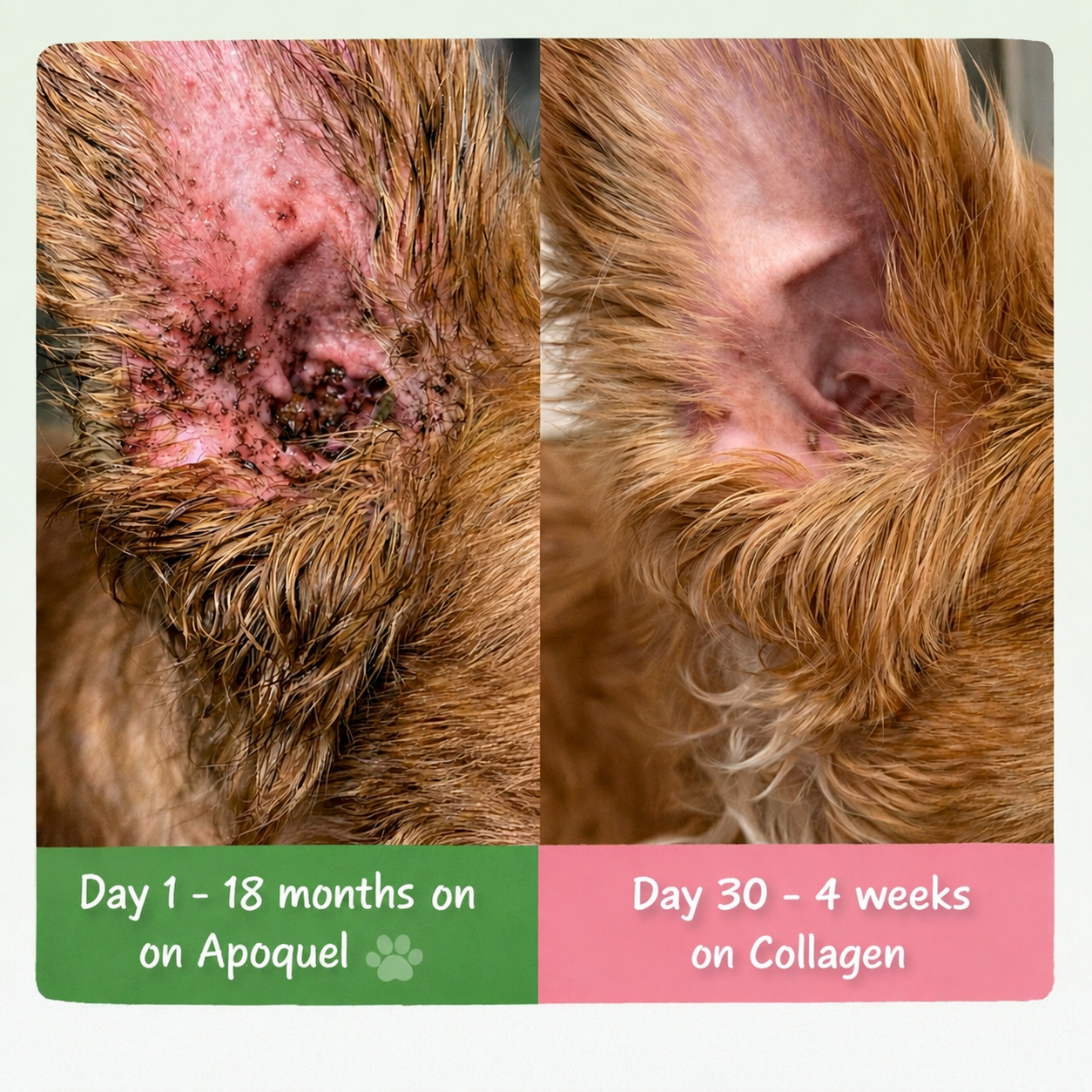 Pet Collagen Drops For Dogs 60ml Liquid Collagen Supplement Joint Mobility Skin Coat Support Hip Health Anti Aging Dog Vitamins Natural Pet Health Care Drops