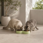 Premium Double Pet Feeding Bowl with Removable Stainless Steel Bowls – Food & Water Dish for Cats and Small Dogs